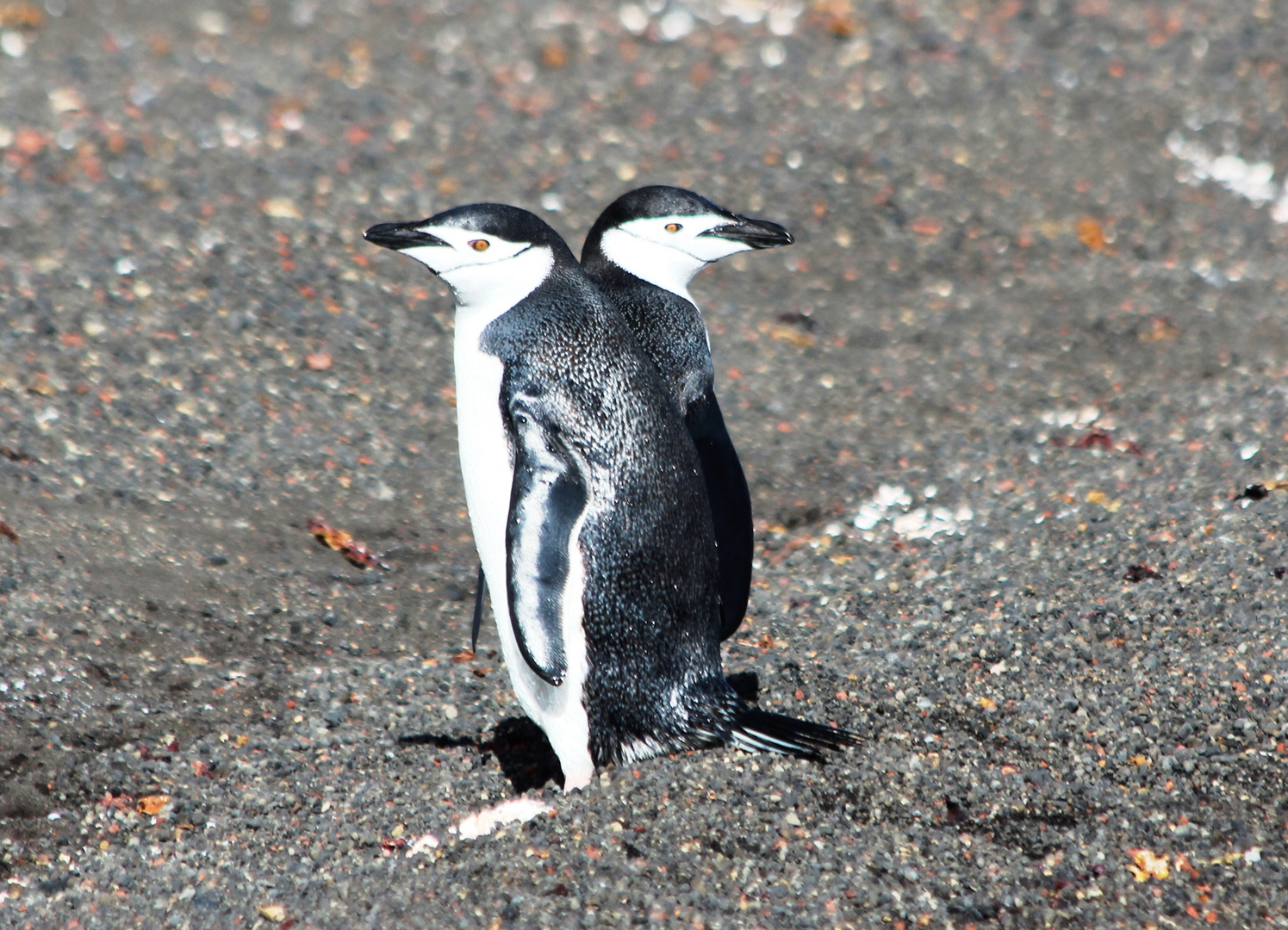 Siamesische Zwillinge? Foto & Bild | tiere, wildlife, wild ...