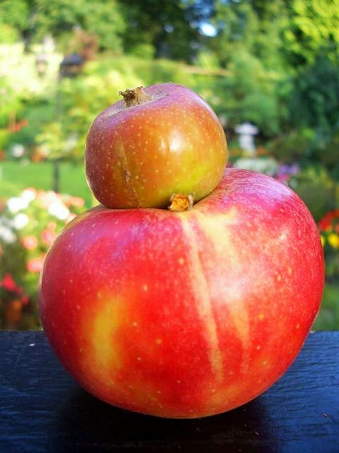 Siamesischer Apfel