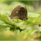 Siamesischer Schmetterling