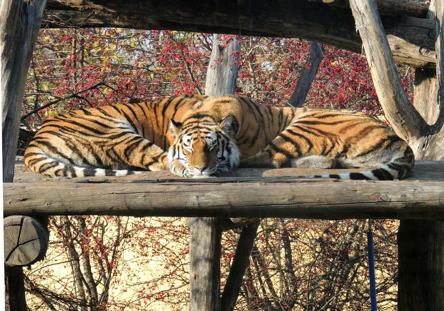 "Siamesischer" Tiger..Bild 1.