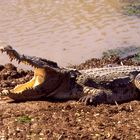 Siamesisches Krokodil