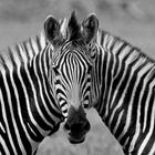 Siamesisches Zebra