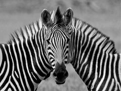 Siamesisches Zebra