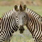 Siamesisches Zebra (Original)