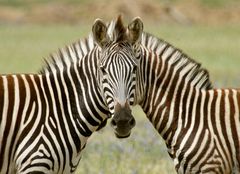 Siamesisches Zebra (Original)