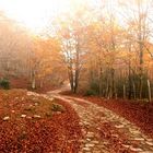 siamo in autunno