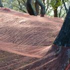 siamo pronti a raccogliere le olive