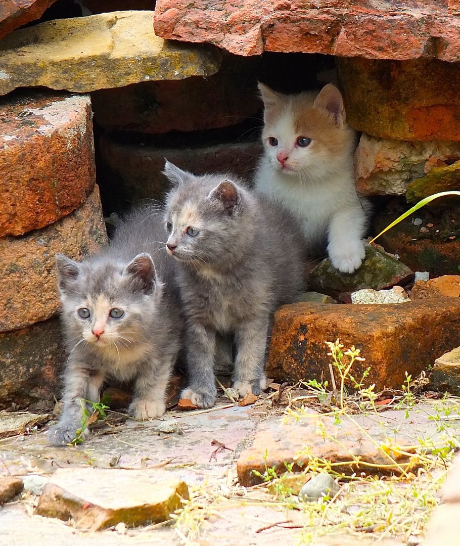 siamo solo in tre.......