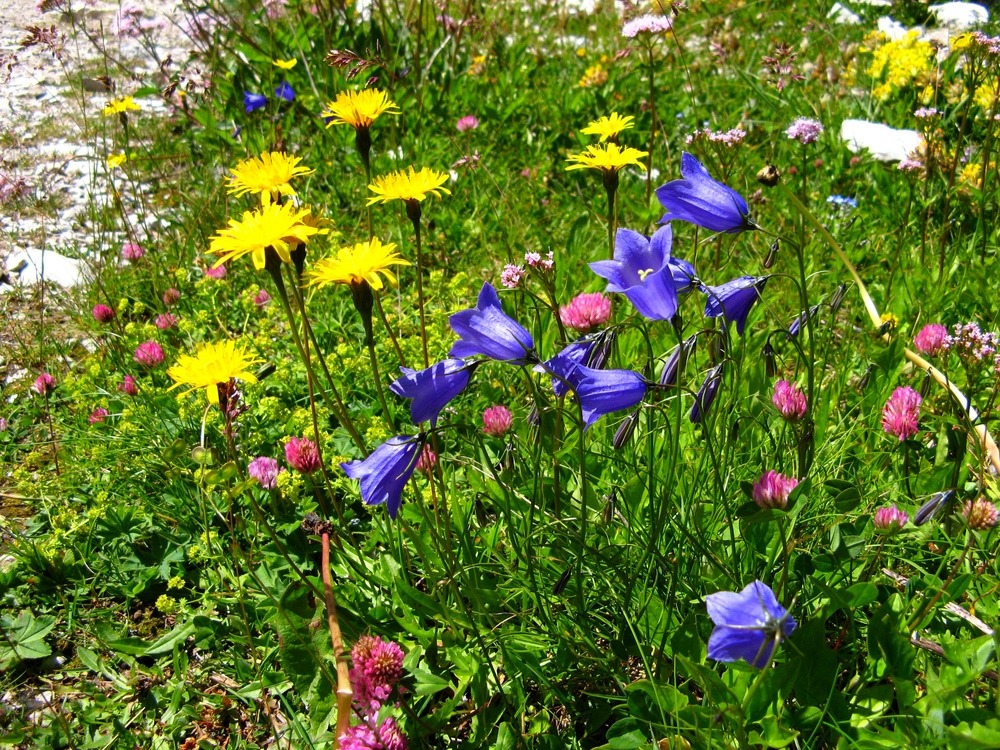 SIAMO SOLO SEMPLICI FIORI