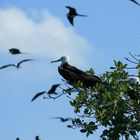 Sian Ka´an, Reserva de la Biosfera / Yucatán / México