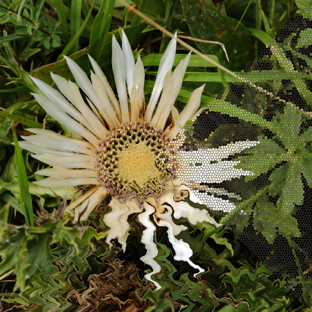 Siberdistel