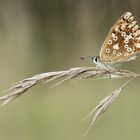 Sibergrüner Bläuling (Weibchen)