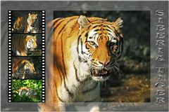 SIBERIA TIGER