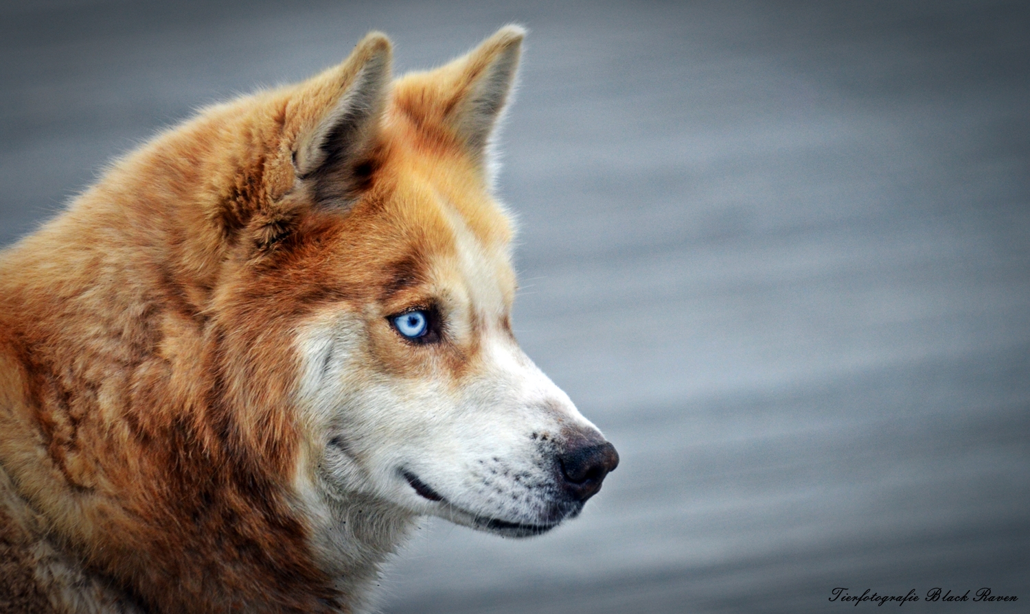 Siberian Beauty