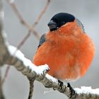 Siberian Bullfinch