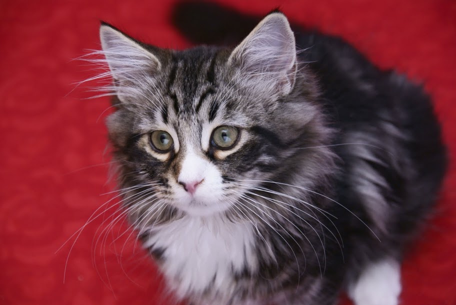 Siberian cat portrait