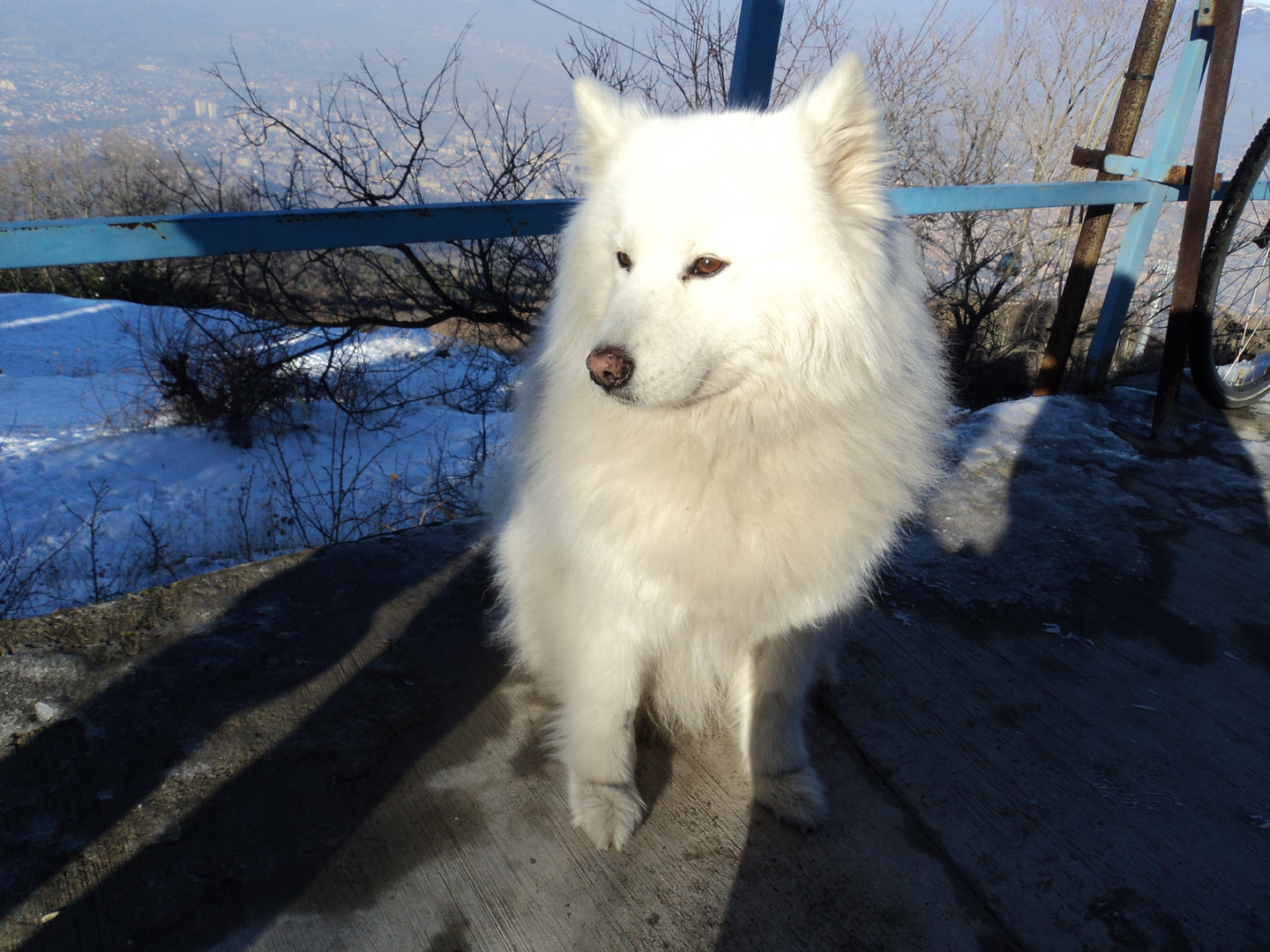 siberian dog