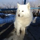 siberian dog