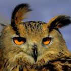 Siberian Eagle Owl