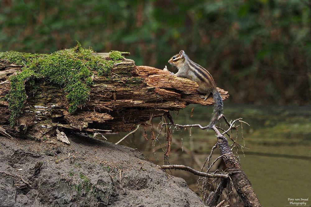 Siberian ground Squirel