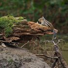 Siberian ground Squirel