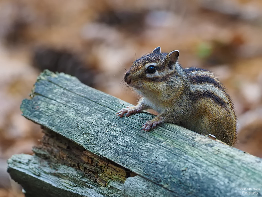 Siberian Ground Squirrel 