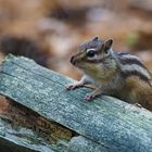 Siberian Ground Squirrel 