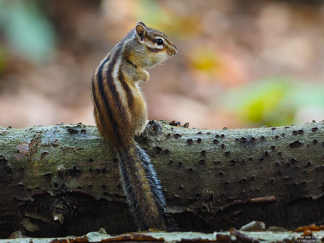 Siberian Ground Squirrel...