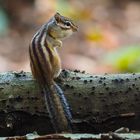 Siberian Ground Squirrel...