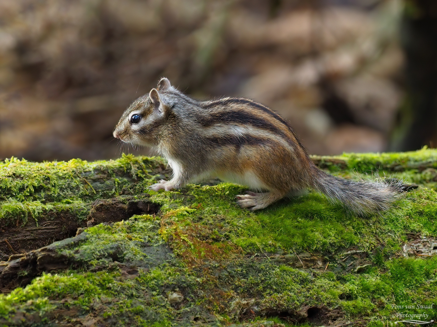 Siberian Ground Squirrel ..