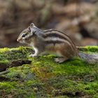 Siberian Ground Squirrel ..