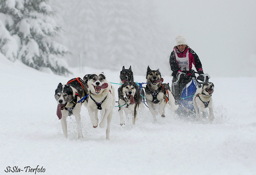 Siberian Huskies