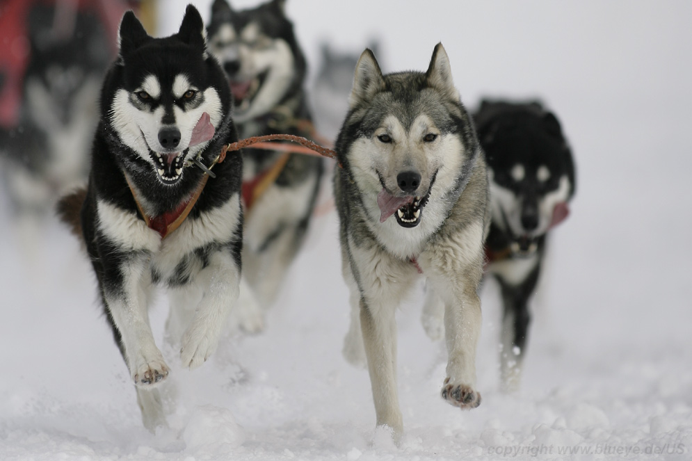 Siberian Huskies - pure breed