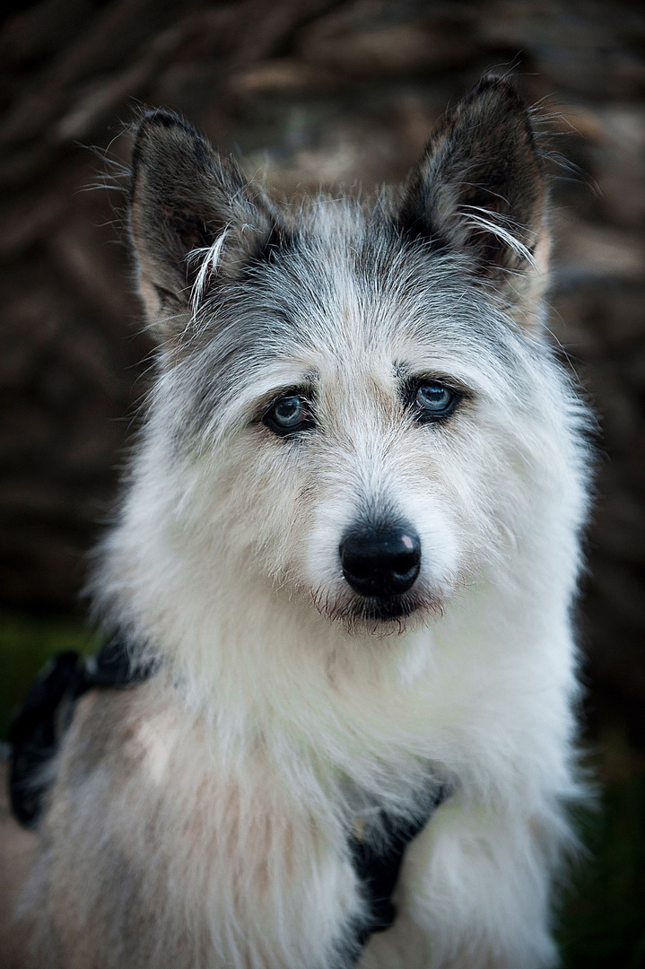 Siberian Huskwoolf al lavoro