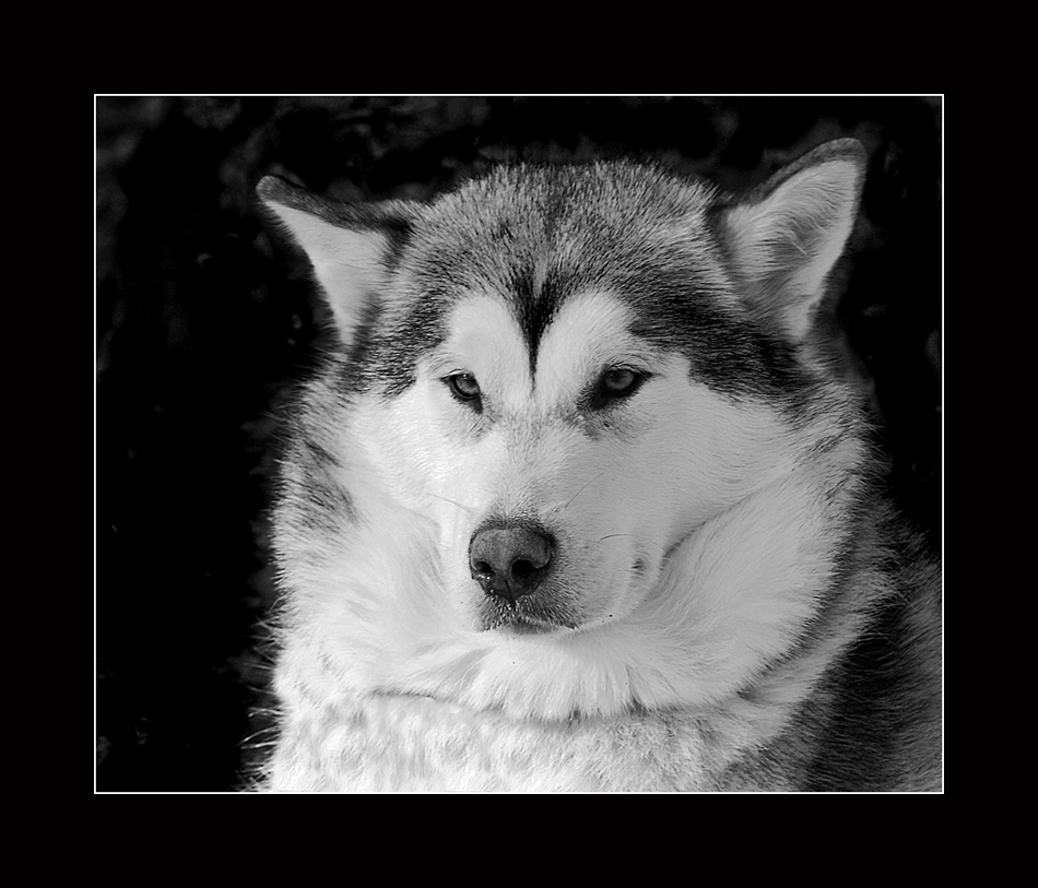 Siberian Husky.