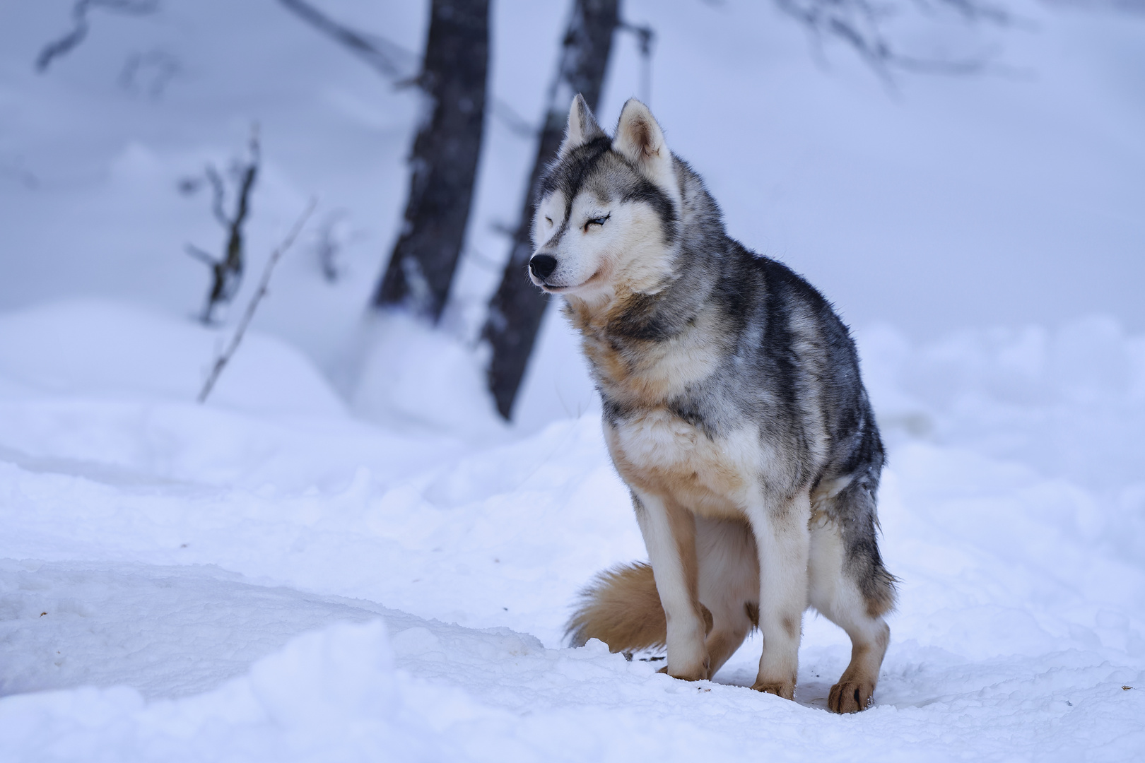 Siberian Husky