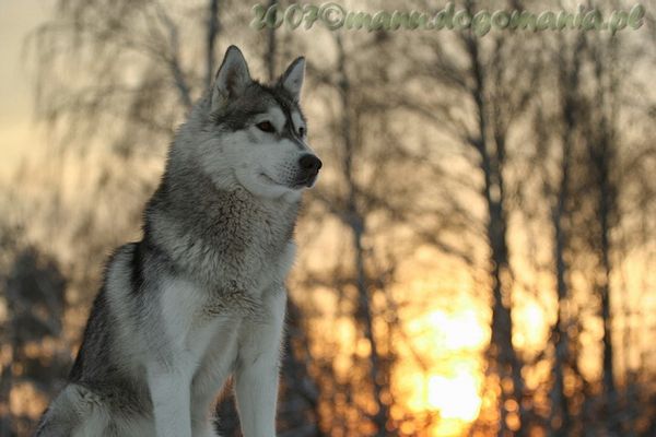 Siberian Husky 2