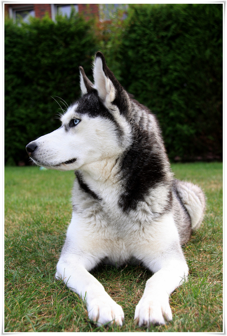 "Siberian Husky"