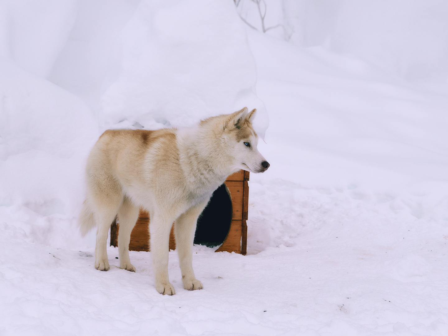 Siberian Husky