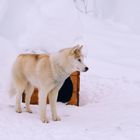 Siberian Husky