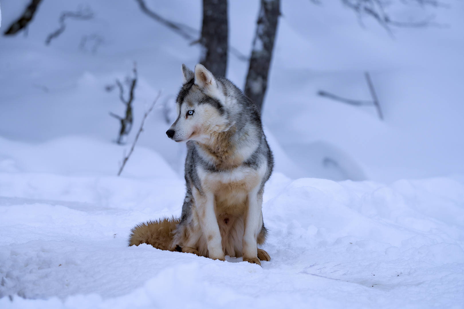 Siberian Husky