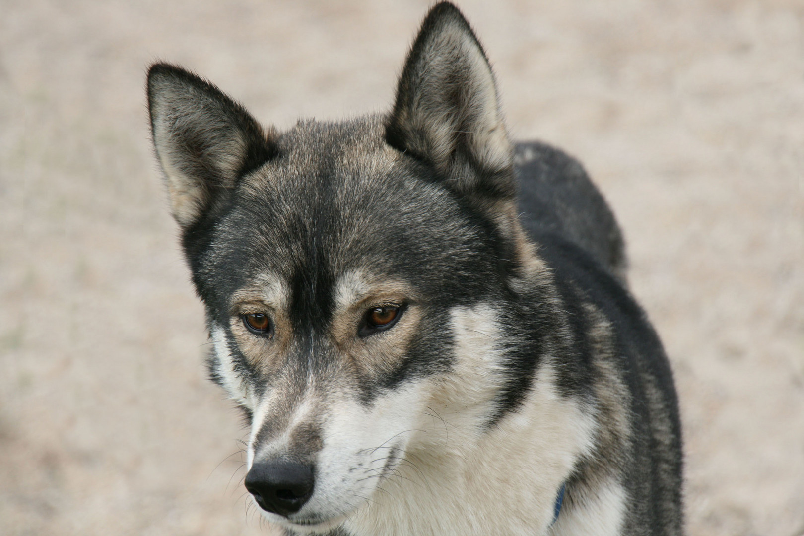 Siberian Husky