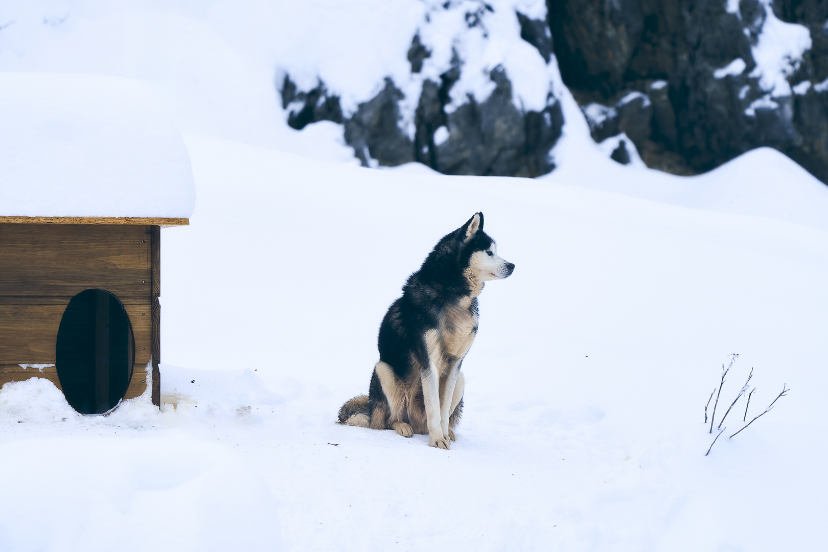 Siberian Husky