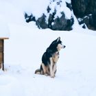 Siberian Husky