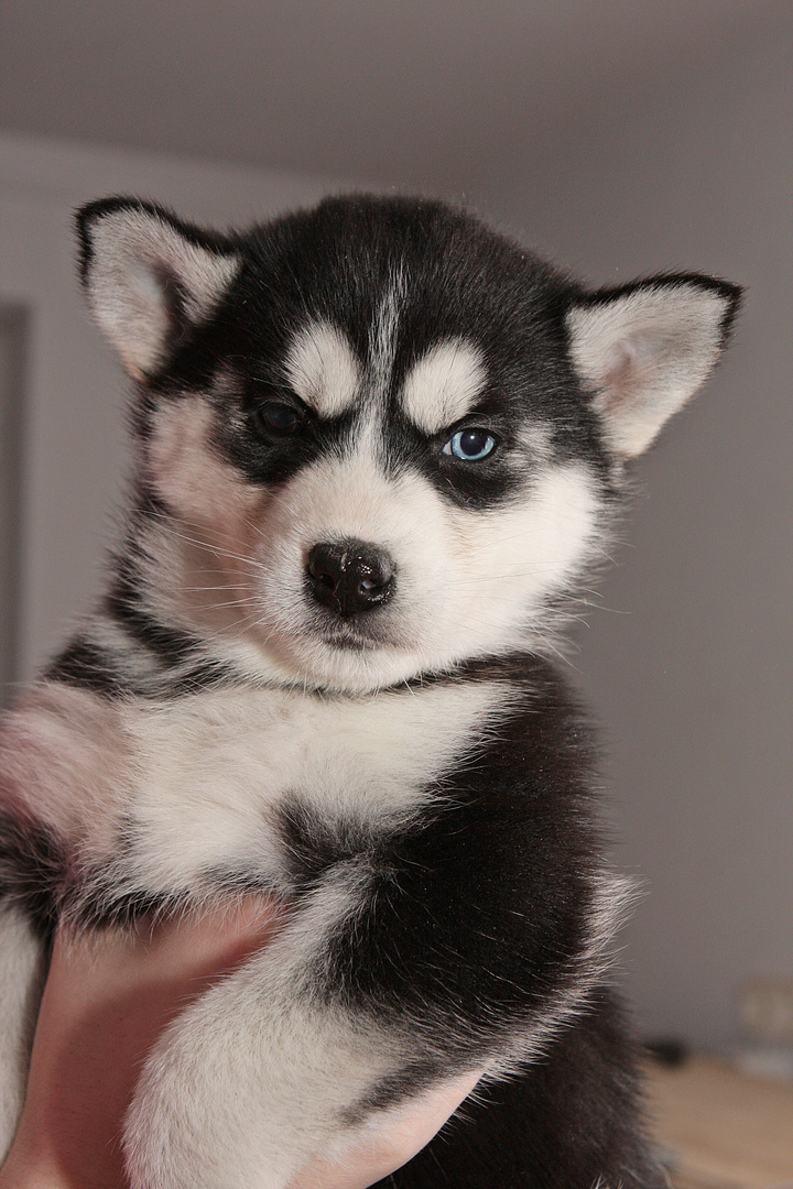 Siberian Husky 6 wochen