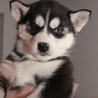 Siberian Husky 6 wochen