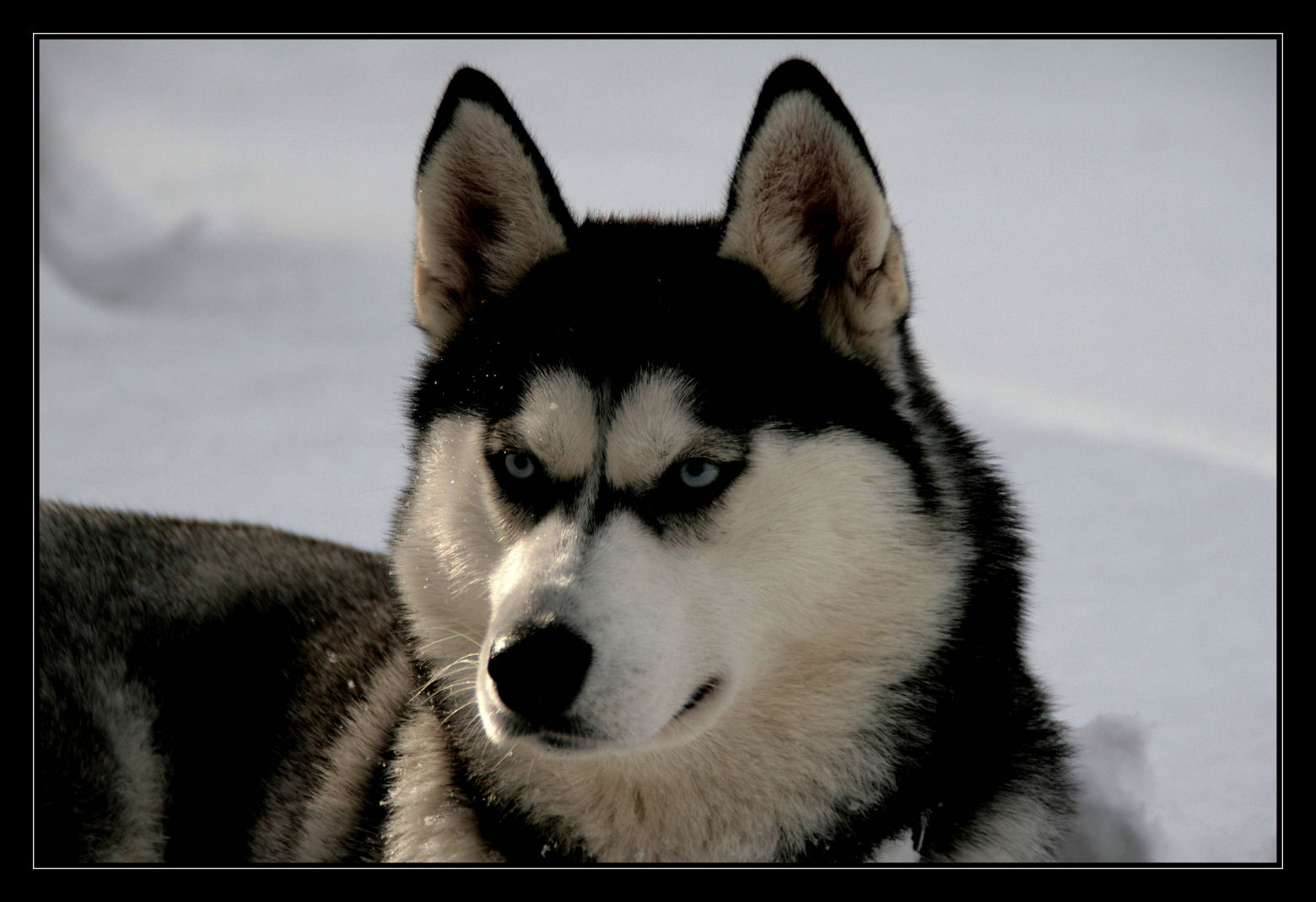 Siberian Husky