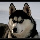 Siberian Husky