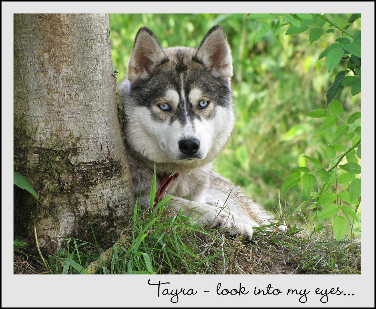 Siberian Husky