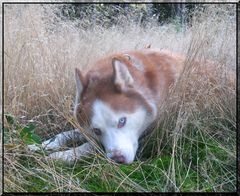 Siberian Husky